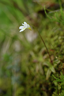 BUITEN BEELD Foto: 318604