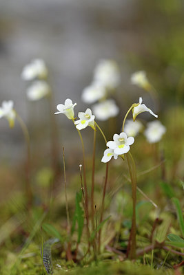 BUITEN BEELD Foto: 318617