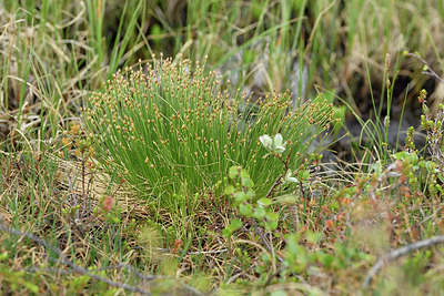 BUITEN BEELD Foto: 318619