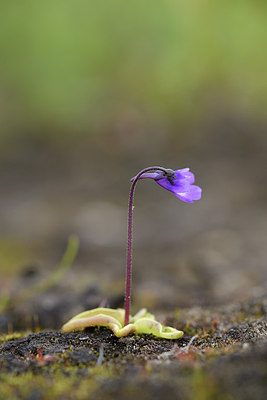 BUITEN BEELD Foto: 318660