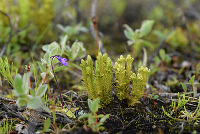 BUITEN BEELD Foto: 318662