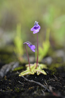 BUITEN BEELD Foto: 318663