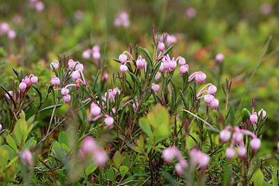 BUITEN BEELD Foto: 318683