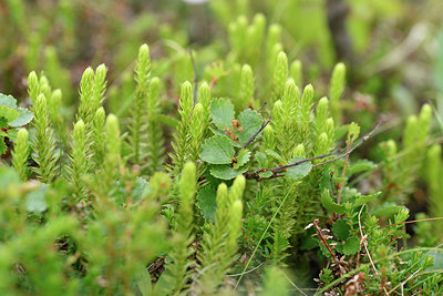 BUITEN BEELD Foto: 318685