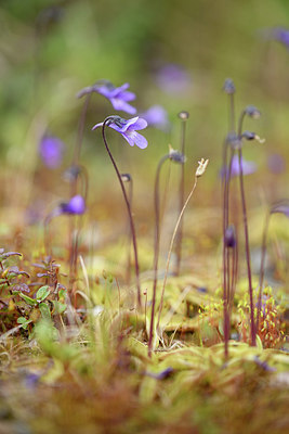 BUITEN BEELD Foto: 318691