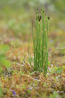 BUITEN BEELD Foto: 318692