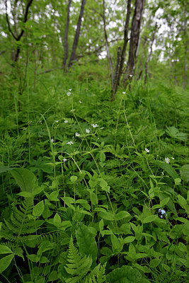 BUITEN BEELD Foto: 318703