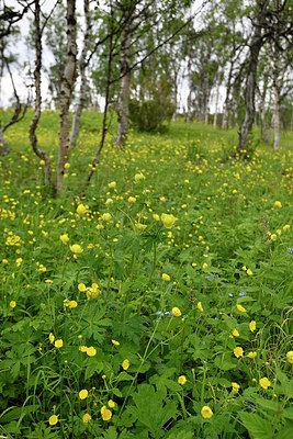 BUITEN BEELD Foto: 318717