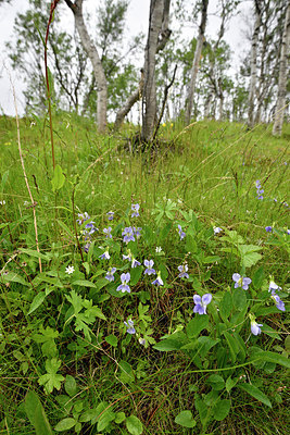 BUITEN BEELD Foto: 318730