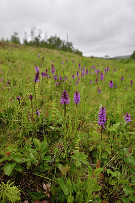 BUITEN BEELD Foto: 318731