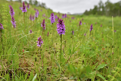 BUITEN BEELD Foto: 318733