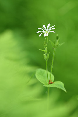 BUITEN BEELD Foto: 318765