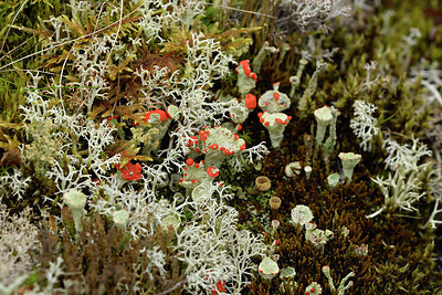 BUITEN BEELD Foto: 318783