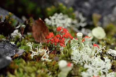 BUITEN BEELD Foto: 318785