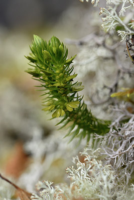 BUITEN BEELD Foto: 318789