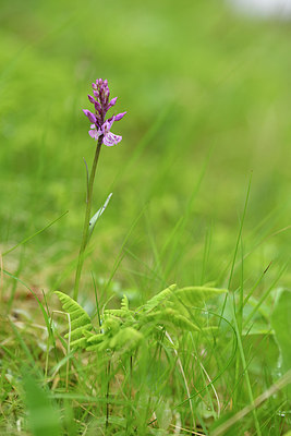 BUITEN BEELD Foto: 318795