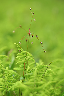 BUITEN BEELD Foto: 318797