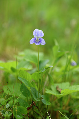BUITEN BEELD Foto: 318798