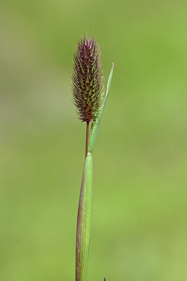 BUITEN BEELD Foto: 318813