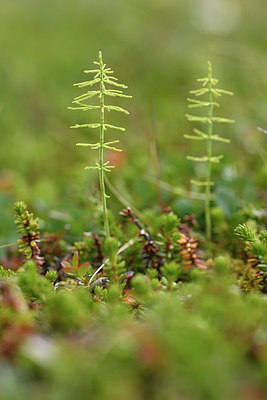 BUITEN BEELD Foto: 318815