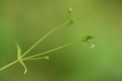 BUITEN BEELD Foto: 318825