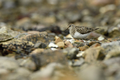 BUITEN BEELD Foto: 318862