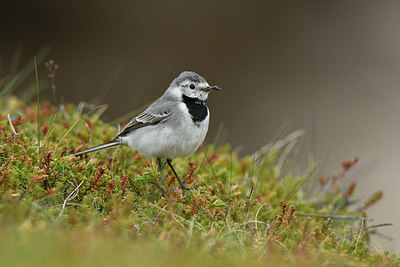 BUITEN BEELD Foto: 318868