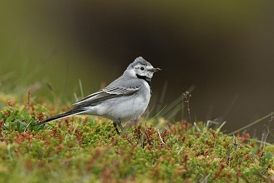 BUITEN BEELD Foto: 318869