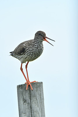 BUITEN BEELD Foto: 318875