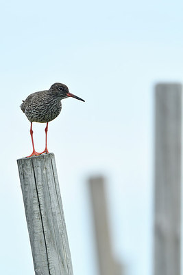 BUITEN BEELD Foto: 318876