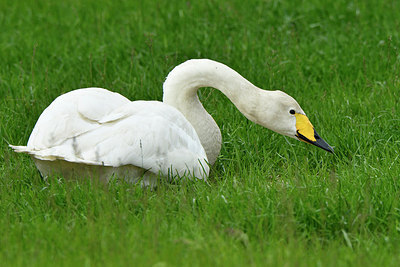 BUITEN BEELD Foto: 318878