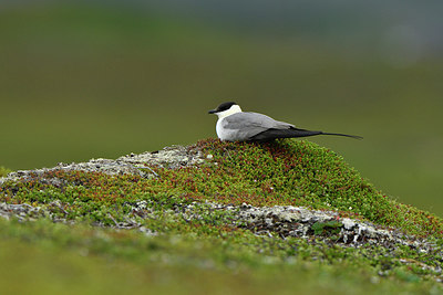 BUITEN BEELD Foto: 318883
