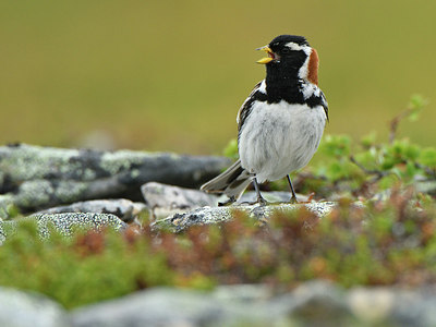 BUITEN BEELD Foto: 318887