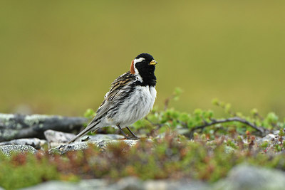 BUITEN BEELD Foto: 318890