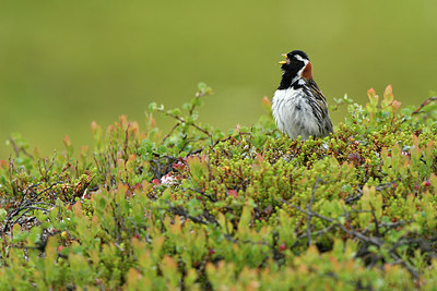 BUITEN BEELD Foto: 318891