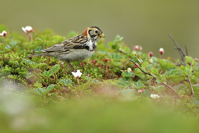 BUITEN BEELD Foto: 318900