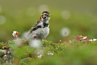 BUITEN BEELD Foto: 318901