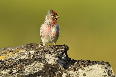 BUITEN BEELD Foto: 318921