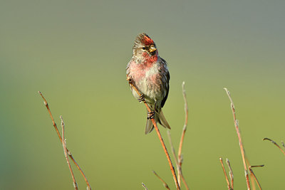 BUITEN BEELD Foto: 318922