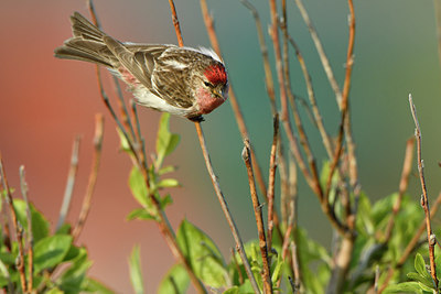 BUITEN BEELD Foto: 318925