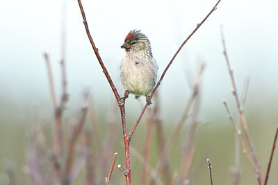 BUITEN BEELD Foto: 318934