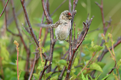 BUITEN BEELD Foto: 318936