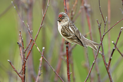BUITEN BEELD Foto: 318939