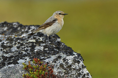 BUITEN BEELD Foto: 318947