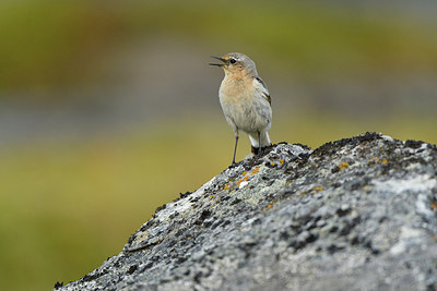 BUITEN BEELD Foto: 318949