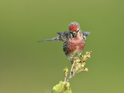 BUITEN BEELD Foto: 318963