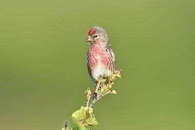 BUITEN BEELD Foto: 318964