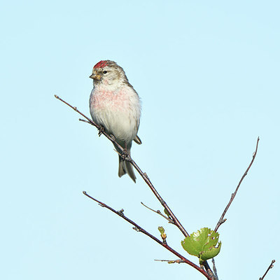 BUITEN BEELD Foto: 318971