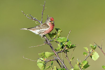 BUITEN BEELD Foto: 318975