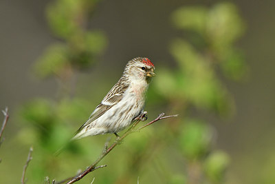 BUITEN BEELD Foto: 318977